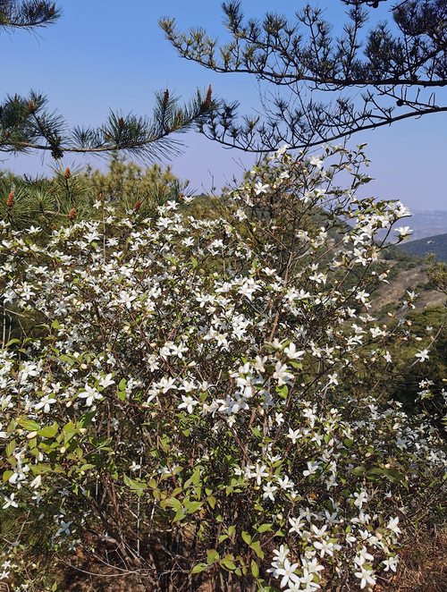 原山林區(qū)十二時(shí)辰 樵嶺前營(yíng)林區(qū)護(hù)林員陳志明、張義清的堅(jiān)守
